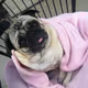 Gpug