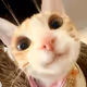 mamontovasofia