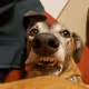 Sophiez