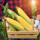 cornshop