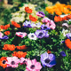 BabylonGardener