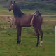 Equdae