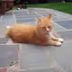 Rockyboots1