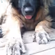 Inu_Obasan