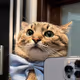 gatofm