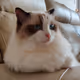 LUXINGYU