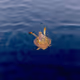 CryptofishyOG