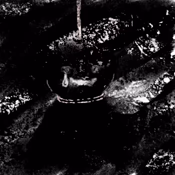 OpenSea profile picture for @psychosis