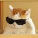 Gatinho_web3