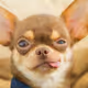 A_gremlin