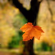 thefallingleaf45