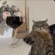 alaOala