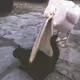 DoomedCat