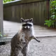 RXcoon