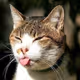 catttttt