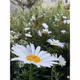 NFT_by_nature