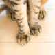 Meow-stro