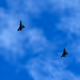 0x6ce02dbd6d59c9c86a4a57199305cea6d11afb23