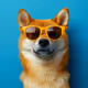 shepherd_doge