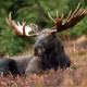 Aknownamoose