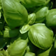 Green_basil