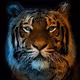 TigerNZ123