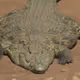 bigcroc