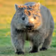 Wombat007