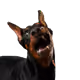 DobyThedoberman669