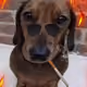 THEDOG92