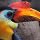 Hornbill101294
