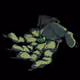 Ardy_dcl