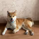 shibastation
