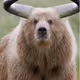 BigBearMarcin