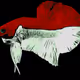 CartoonPlus62