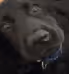 ScoobyNFTs