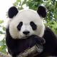 bored_Panda_Club