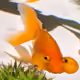 iiiro