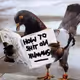 -Pigeon-