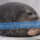 fungitoken