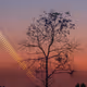 Paeez_Spiroid