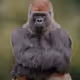 Dancing_ape