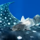 Remora