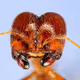 Collector_ant