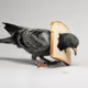 pigeon.eth
