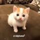 Shishka_da