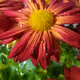 BUYNOW-