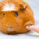 AHornyGuineaPig