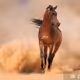 ArabianLouana