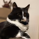 CatX100